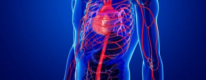 Angiologie – Phlébologie