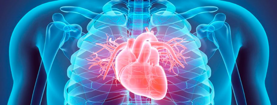 Cardiologie du sport